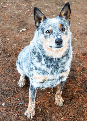 Rip is a friendly and active 10-month old American Blue Heeler/Mix up for adoption at Waushara County Animal Shelter. He was found running around as a stray on a local farm. He would be great for families with children 12 and up and does best with more laid back dogs.