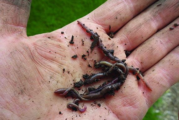 Earthworms are great bait and easy to find in rich garden soil.