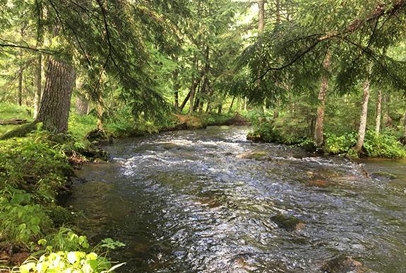 Central Wisconsin trout streams have run at full-back mode making for happy trout and smiling fishers.