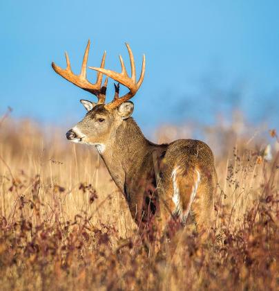 Buck in field