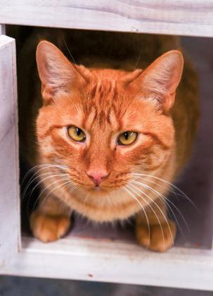 Pumpkin is a sweet orange male available at WCAS.